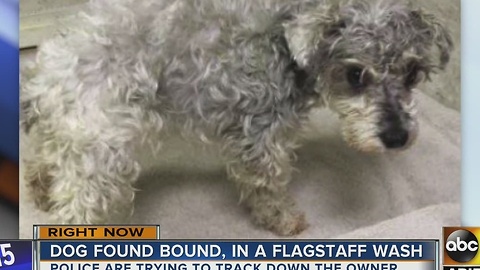 Dog found bound by duct tape in Flagstaff