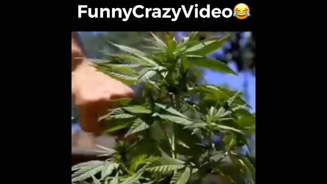 Mr FunnyCrazyVideo😂 Just Incredible Video Funny and Crazy #Like Follow for Follow 🥰