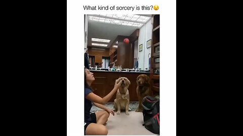 Dogs 🐕 find out what real magic tricks look like 🤣😂😭