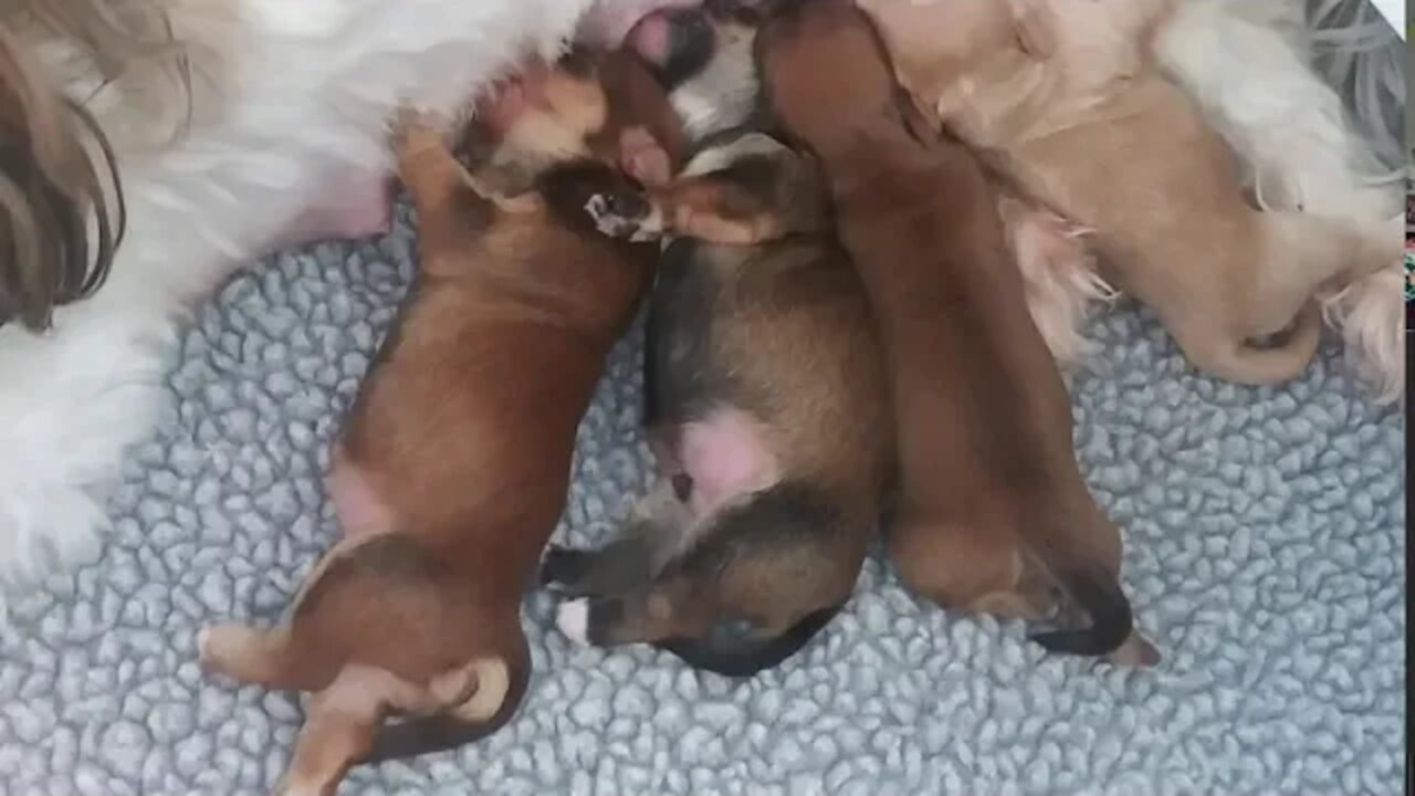 J Litter-All Lined Up