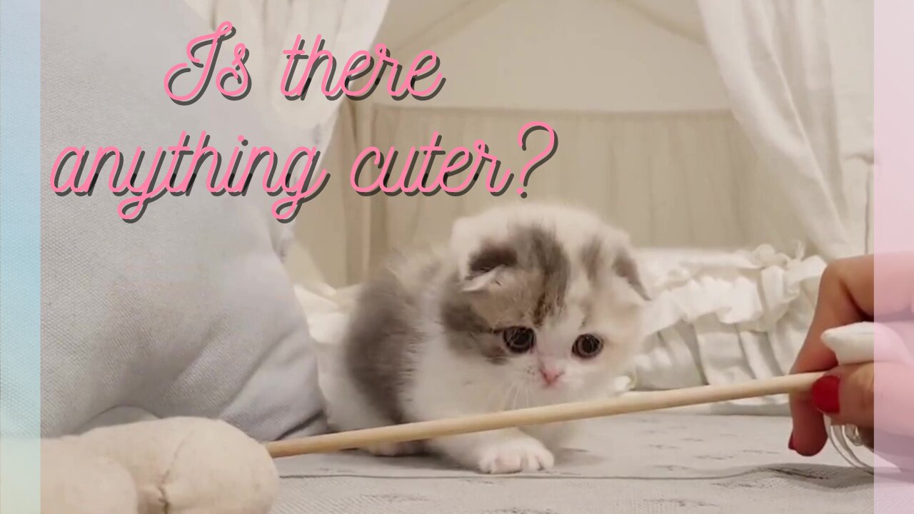 CUTE KITTEN VIDEOS SHORT LEG CAT - KimsKennelUS