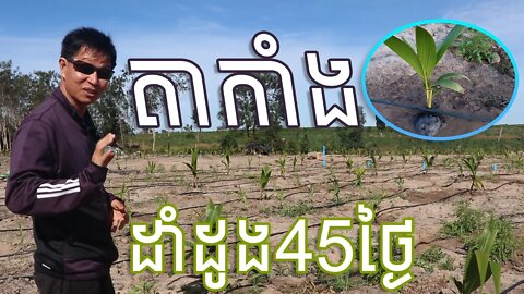 តាកាំងរៀនដាំដូងបានរយៈពេល៤៥ថ្ងៃលូតលាស់យ៉ាងណាហើយ? / Coconut (December 19, 2020)