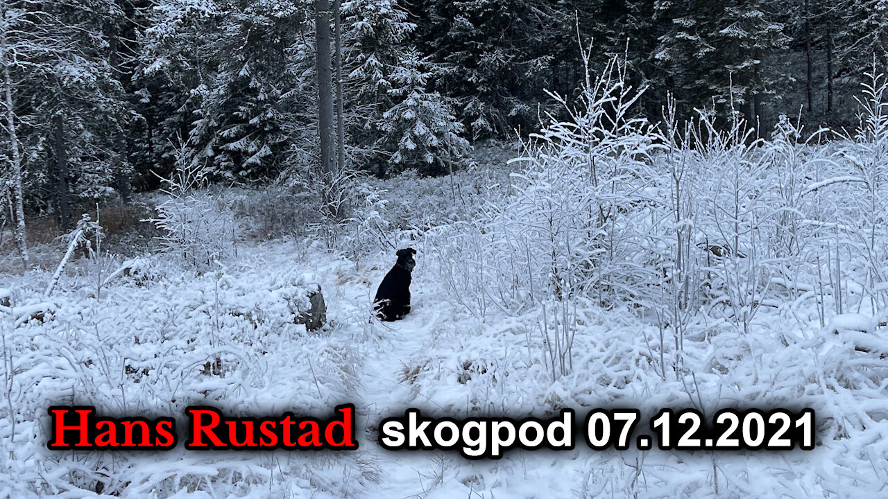 Skogpod 7. desember, 2021: Jo mer ting forandres, jo mer insisteres det på at de er som før