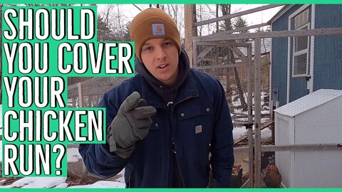 Covered vs Uncovered Chicken Run