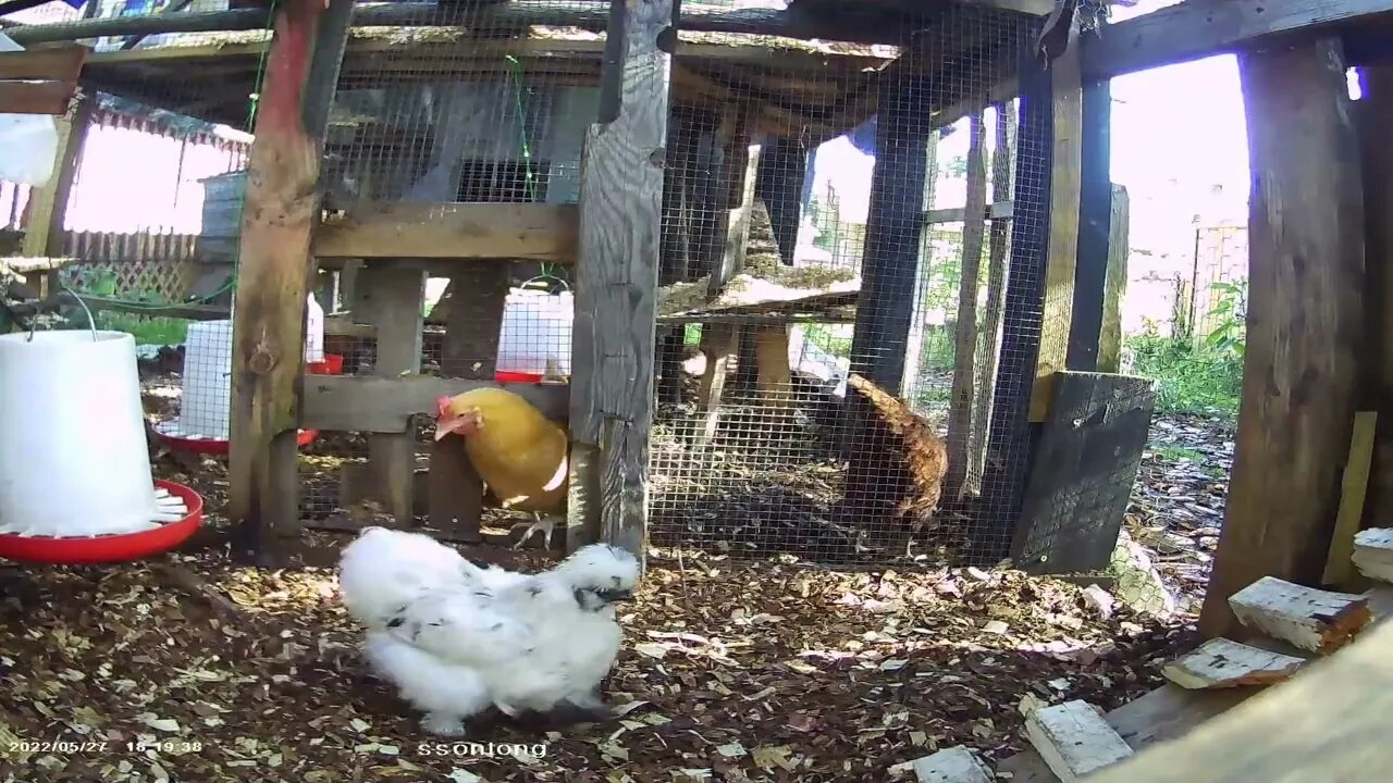 Betty Sue enters Silkie sector and eats from the food dispenser