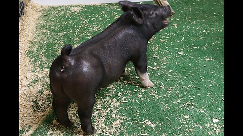 6-4 Crossbred Gilt