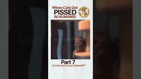 🙀 When Cats Get PISSED At Humans! (Part 7) 🥊🤺