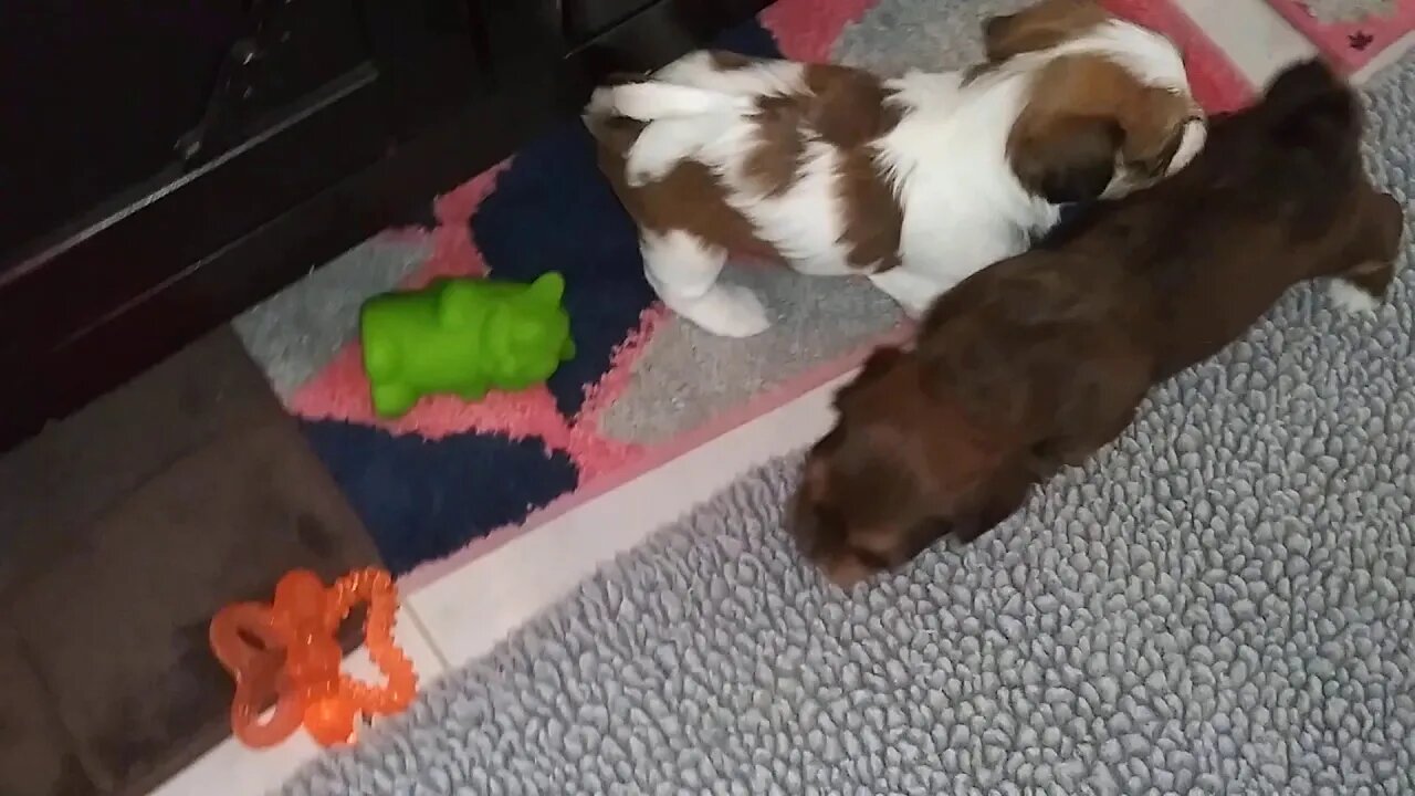 G Litter - 4 weeks old today(2)