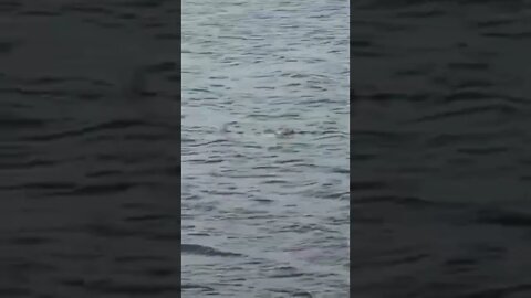 A cute seal just chilling