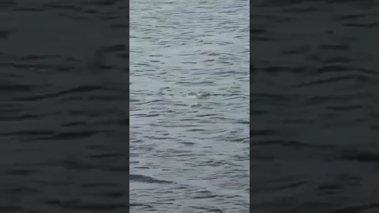 A cute seal just chilling