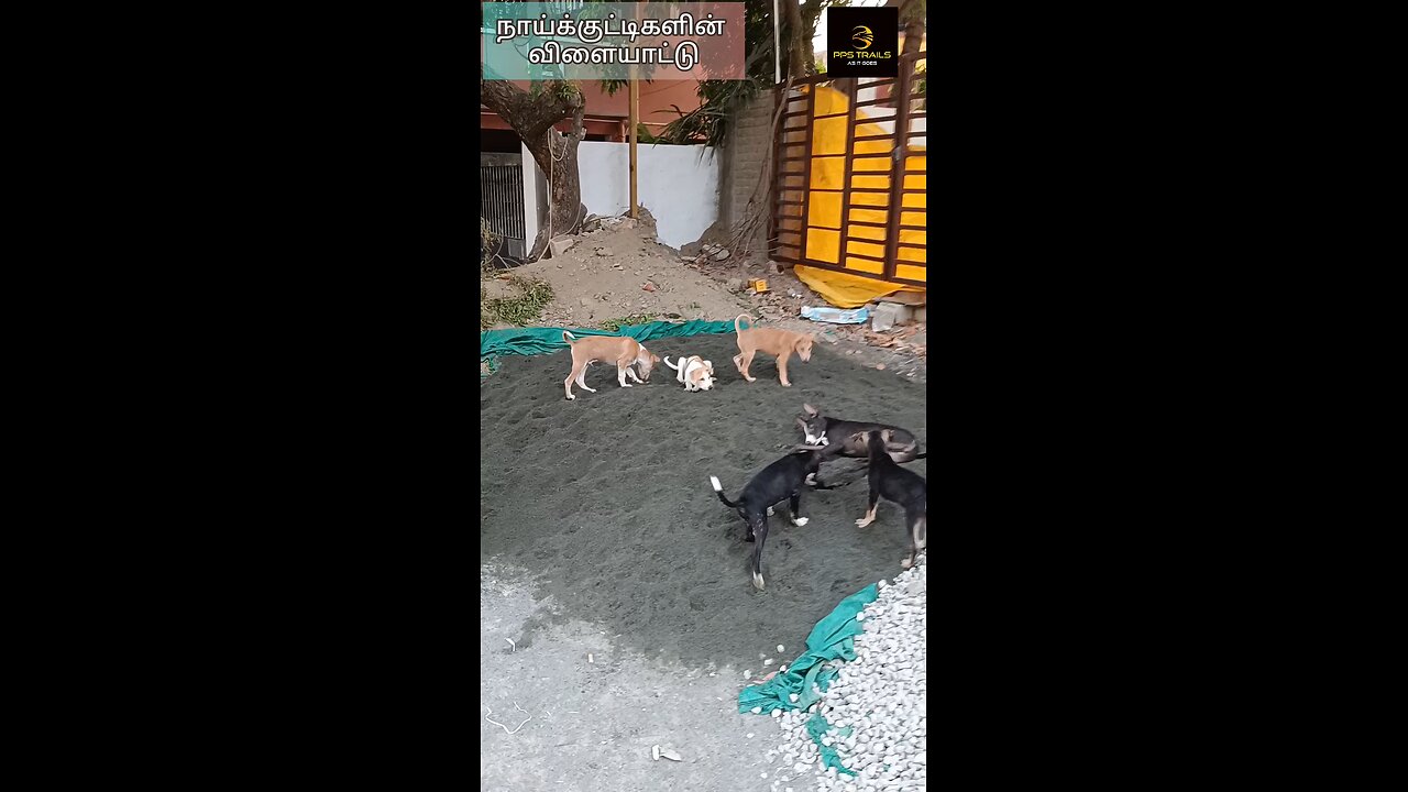 Dog Puppies Play