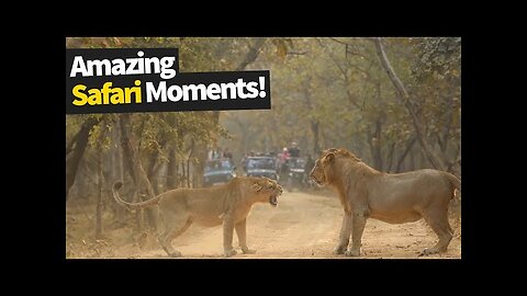 Amazing safari Moments