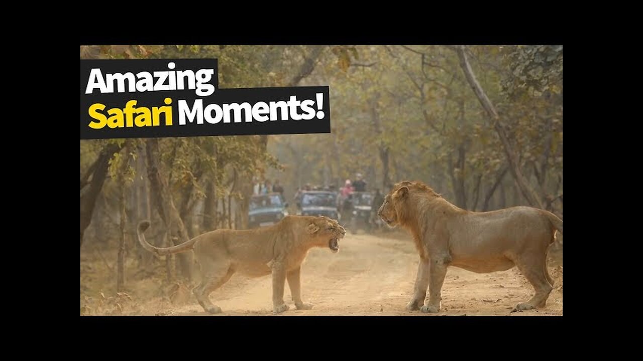 Amazing safari Moments