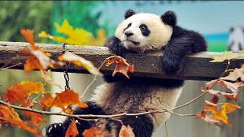 Overload Cute Panda!!!