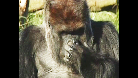 Gorilla Picks Nose