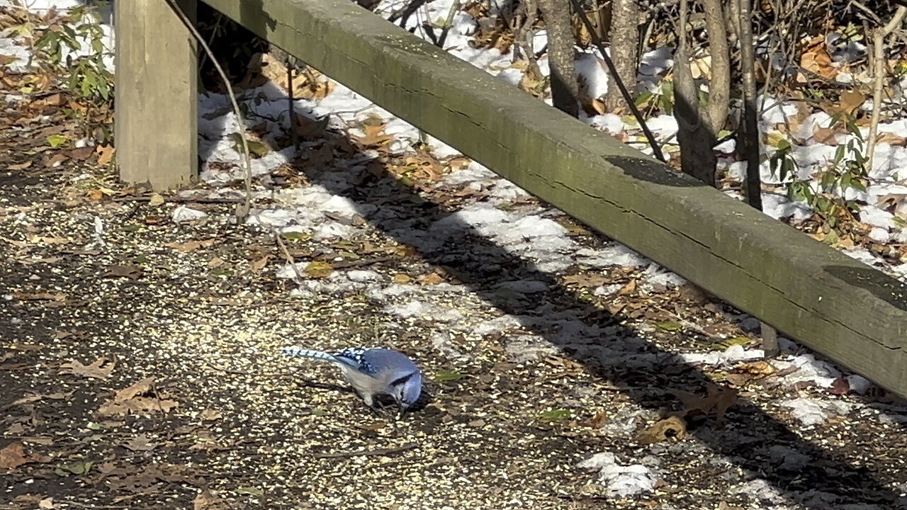 Blue Jays enjoying human generosity 😊