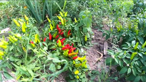 Alice's Garden Urban Farms invests in the community and healthy lifestyles