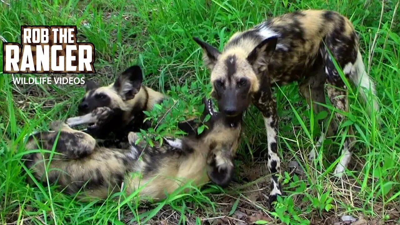 Painted Wolf Pack Goes Off To Get Some Food | Archive Footage