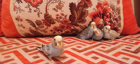 Canaries love to play outside the cage 🐦🐦🐦🐦