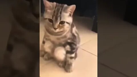 cute cat videos 😹 funny videos 😂 1176😻 #shorts