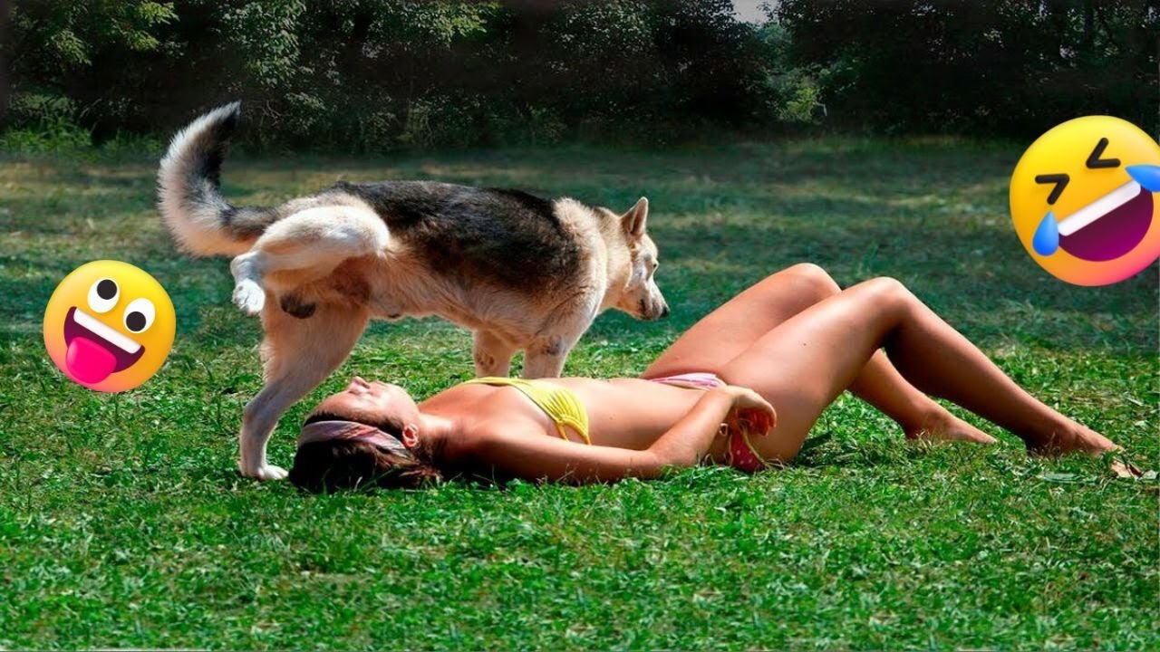 Funny cats and dogs videos - Funny Animals Hub