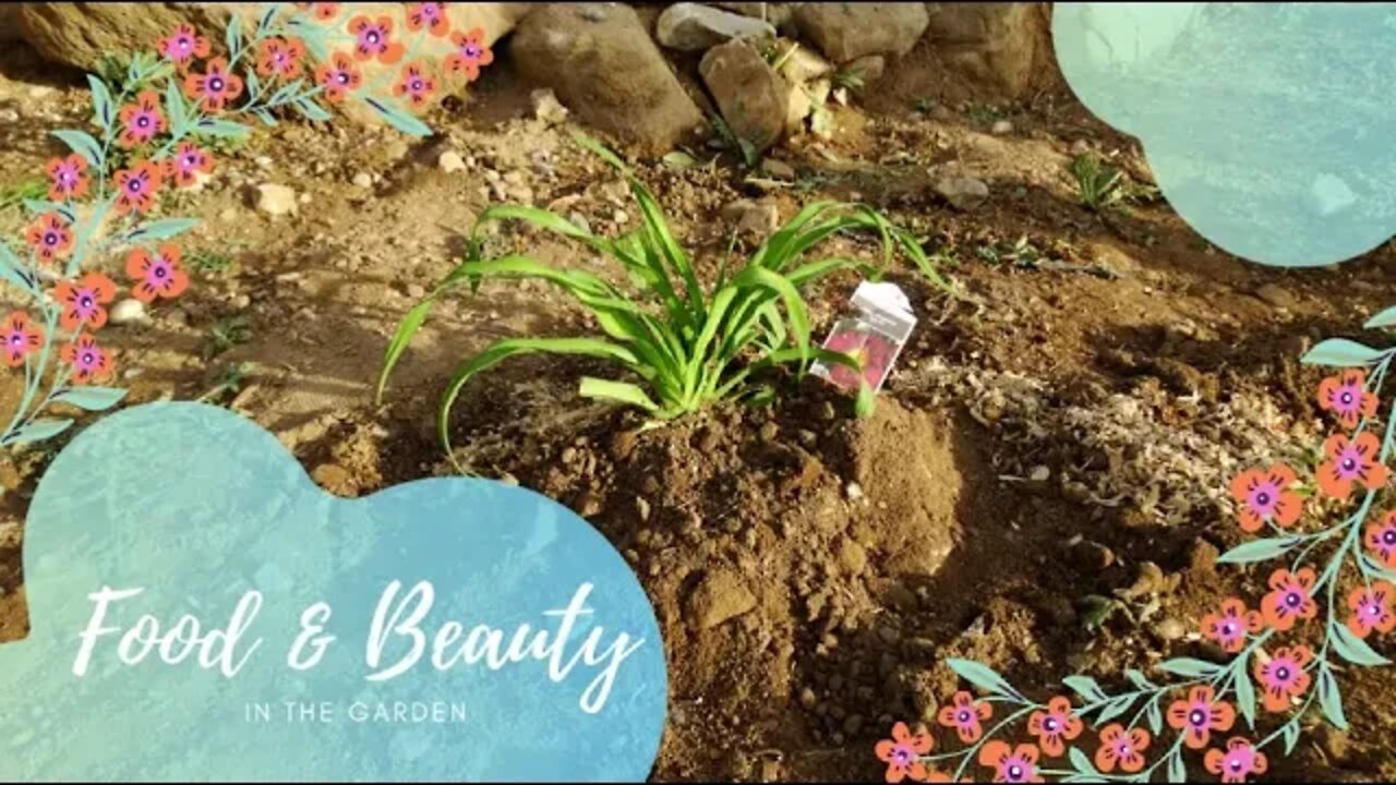 Food & Beauty in the Garden