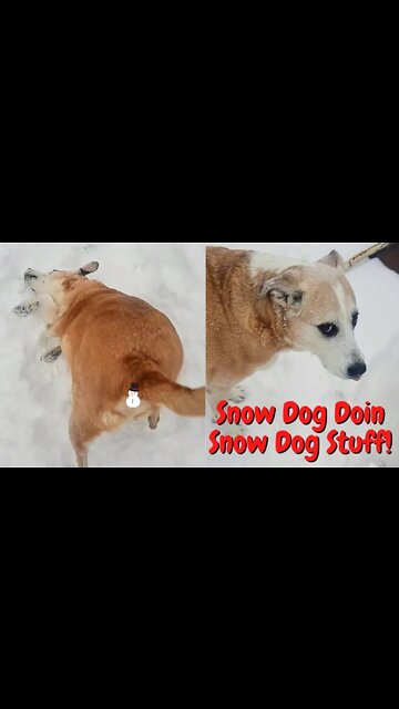 #shorts Dog Shoves Face In Snow and Loves It!