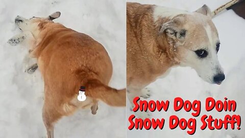 #shorts Dog Shoves Face In Snow and Loves It!