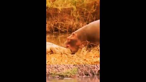 In Defense Of Its Young Hippos Punish The Crocodile