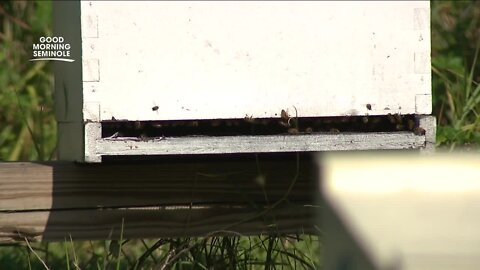 St. Pete College-Seminole apiary provides important education resource
