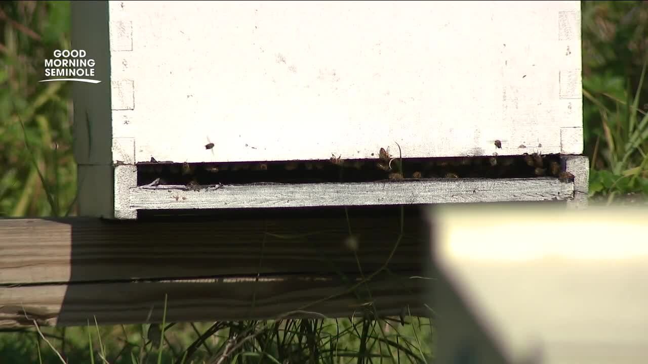 St. Pete College-Seminole apiary provides important education resource