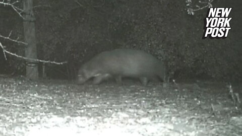 'Mystery animal' caught on camera in Rio Grande Valley leaves park officials stumped