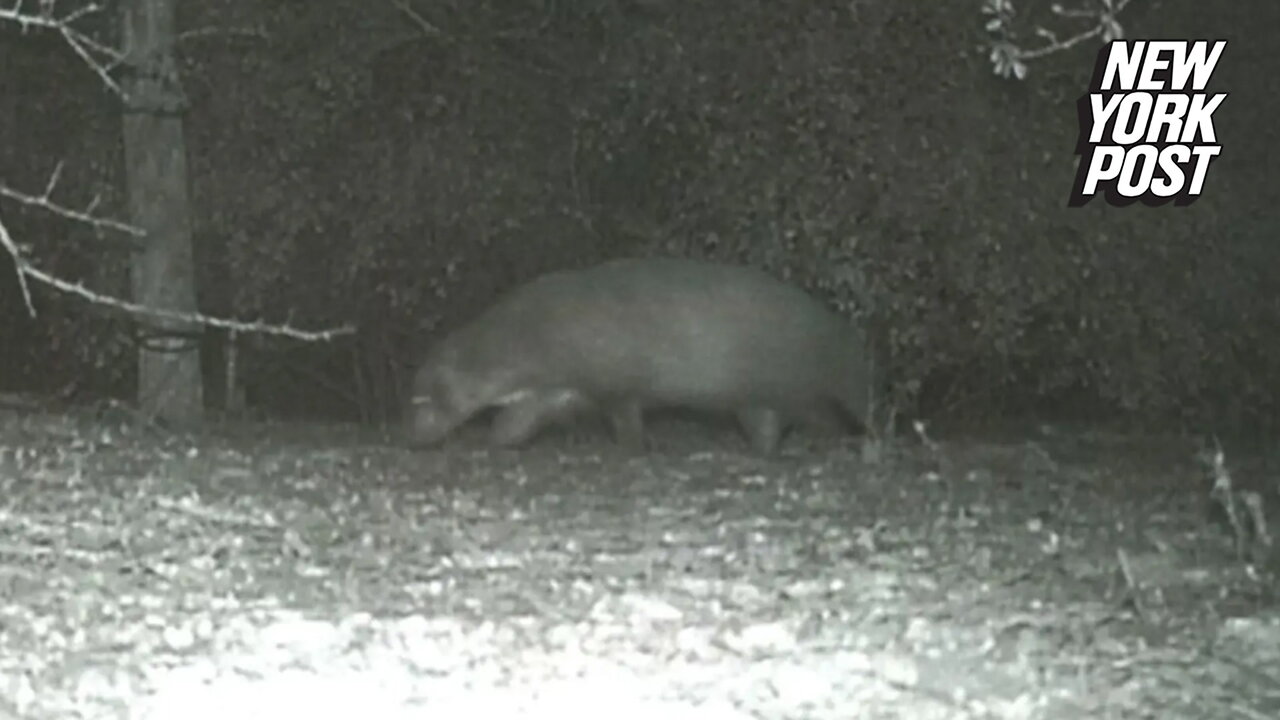 'Mystery animal' caught on camera in Rio Grande Valley leaves park officials stumped