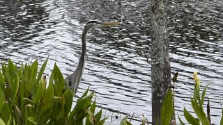 Afternoon Walk With Wildlife 4K