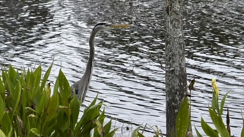 Afternoon Walk With Wildlife 4K