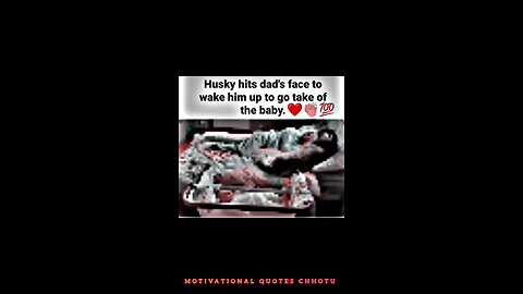 Husky hits dad's..... WhatsApp status #motivation #whatsappstatus #youtube #attitude