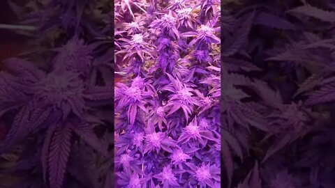 week 5 of Bloom Native Sun Genetics