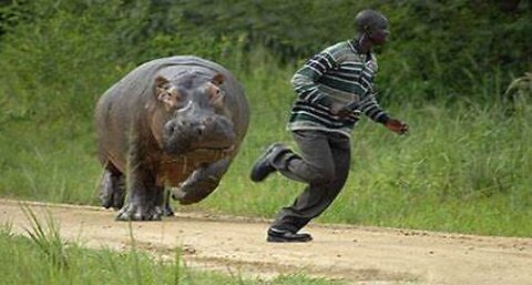 Animals chasing humans :'D