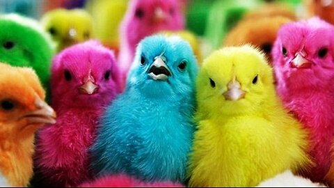 Cute rainbow chicken