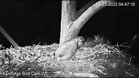 Early Morning Breakfast 🦉 3/23/22 04:43