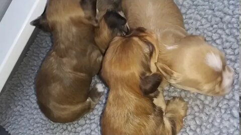 J Litter-2 weeks & a Day (2)