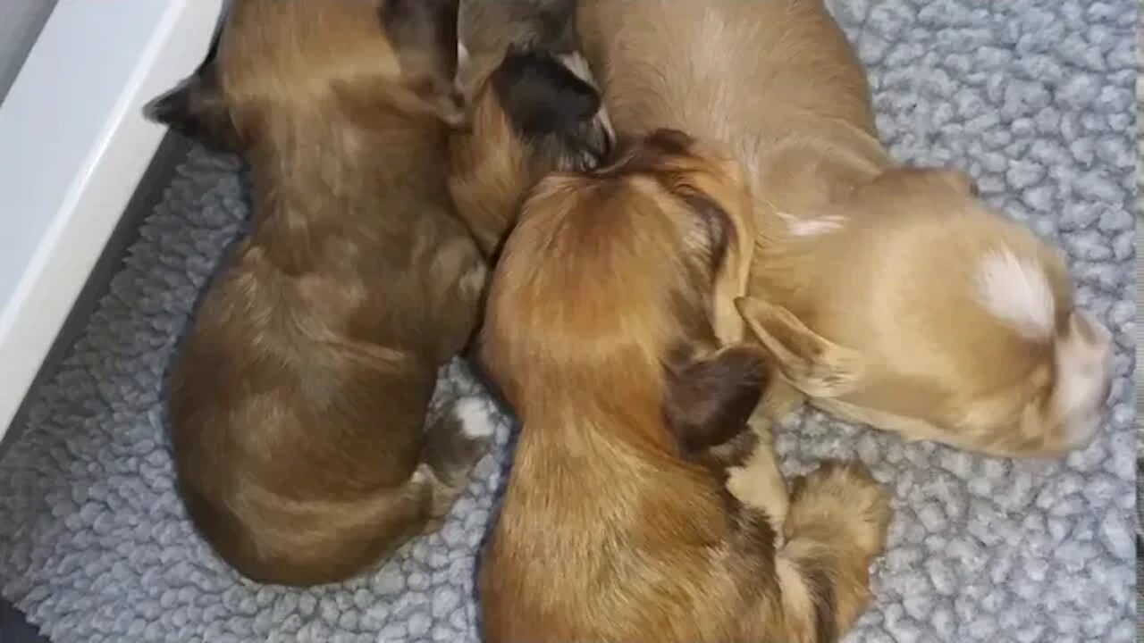 J Litter-2 weeks & a Day (2)