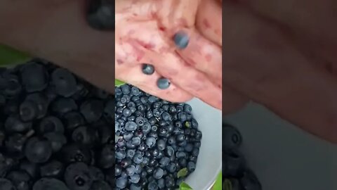 #blueberry #shorts heute mal im Wald gewesen und #Blaubeeren gesammelt