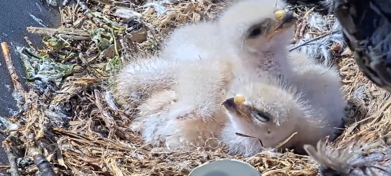 Adorable baby goshawks are enjoying their mother's love