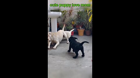 cute puppy and mom