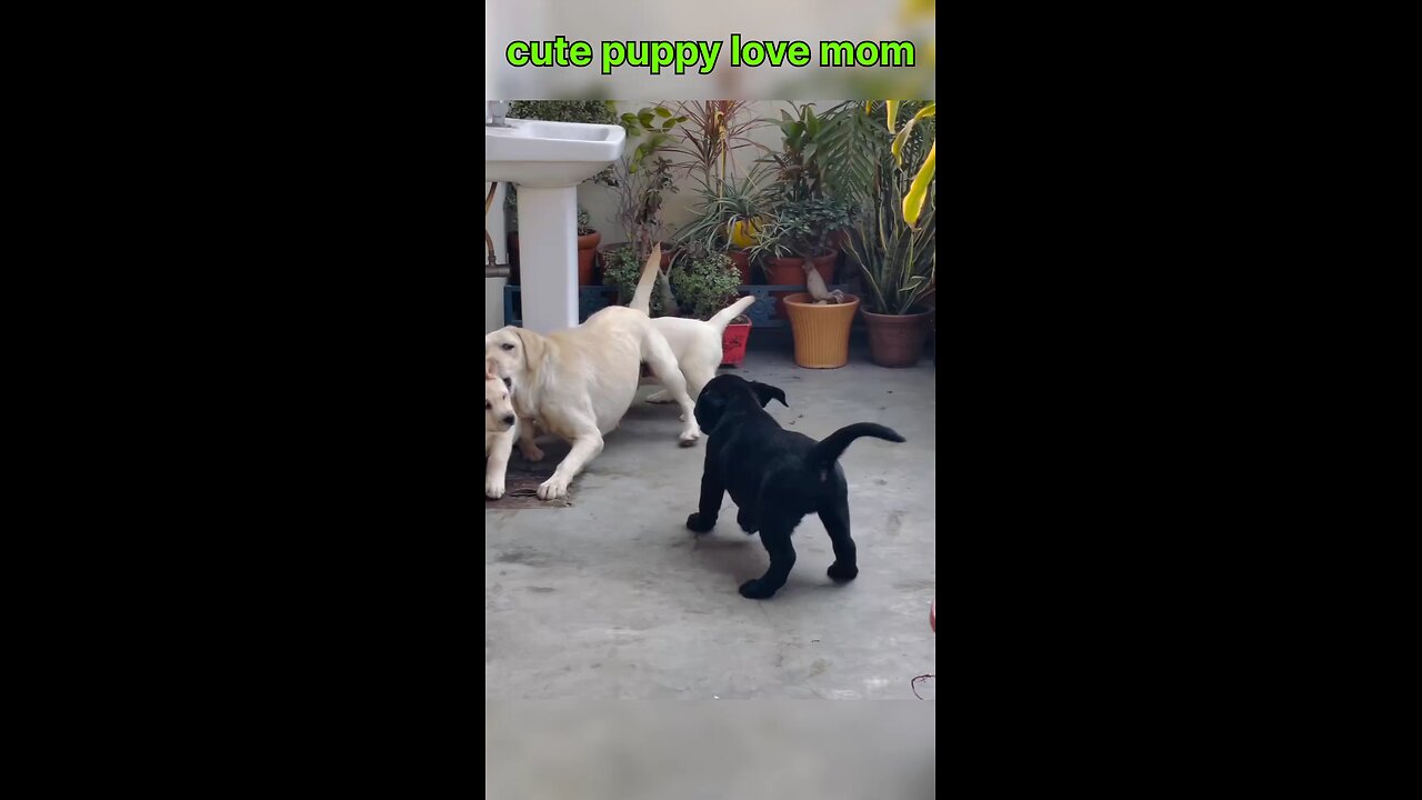 cute puppy and mom