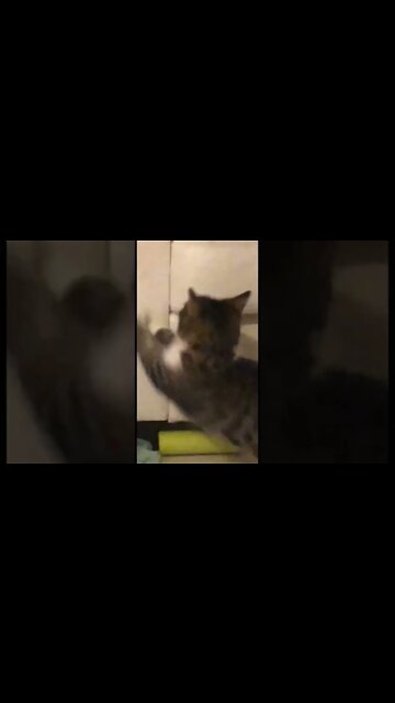 Evil cat destroying my white leather couch