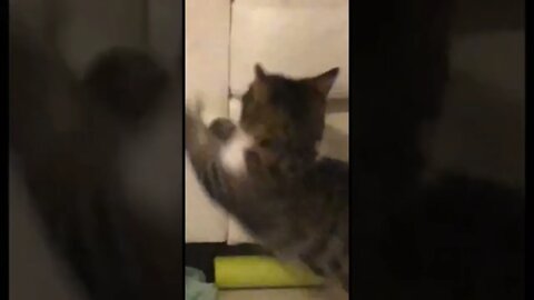 Evil cat destroying my white leather couch