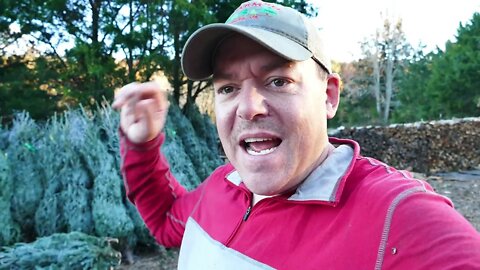 Our Tree Lot is Bigger and Better For 2021