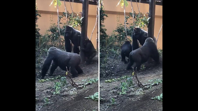 A female gorilla in estrus (Heat) trying to seduce her mate